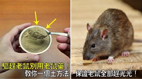 怎麼驅趕老鼠|如何驅鼠？可以使用驅鼠音頻、驅鼠精油，還是一定要。